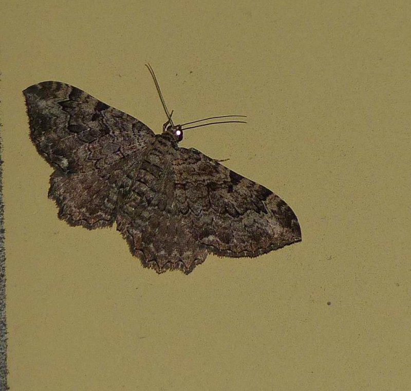 Barberry geometer moth (Coryphista meadii),  #7290