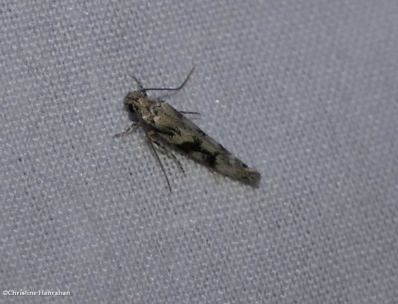 Twirler moth (Coleotechnites atrupictella), #1792