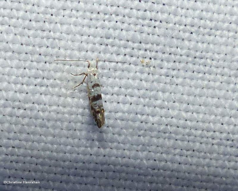 Arborvitae leafminer  (Argyresthia thuiella), #2481