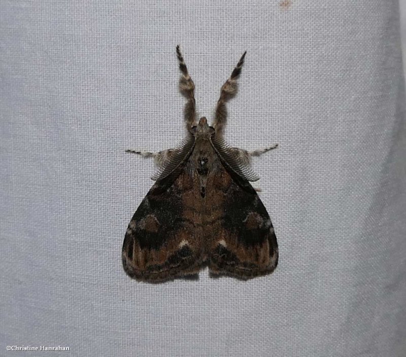 Definite tussock moth  (Orgyia definita), #8314