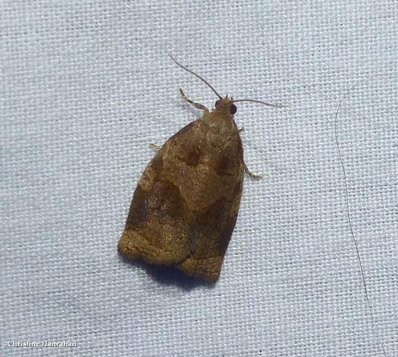 Rose tortrix moth  (Archips rosana),  #3650