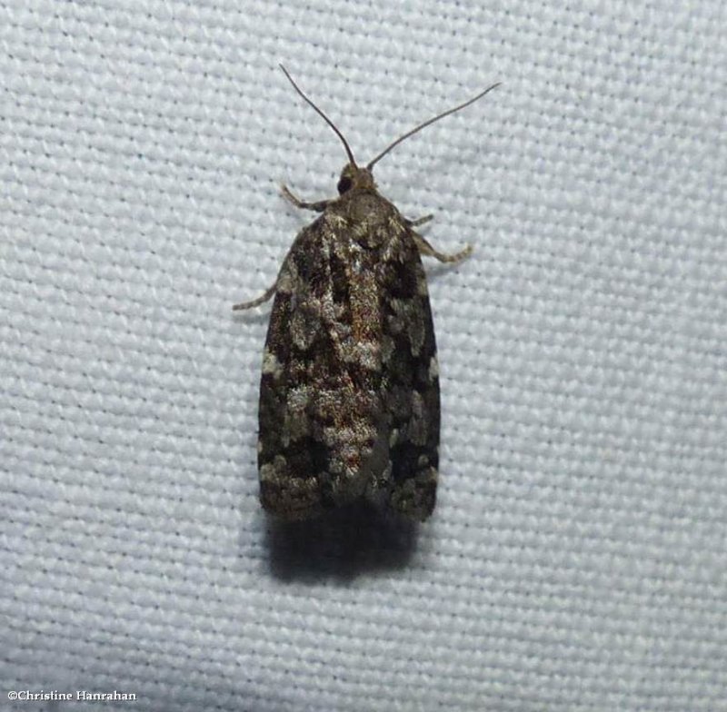 Spruce budworm moth  (Cristoneura fumiferana), #3638