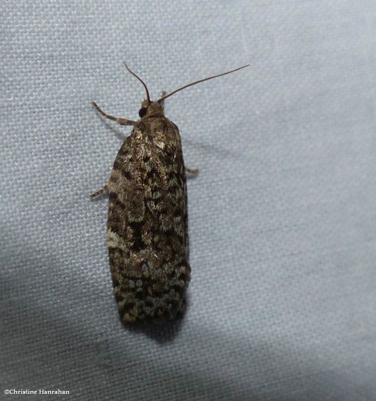 Spruce budworm moth  (Choristoneura fumiferana), #3638