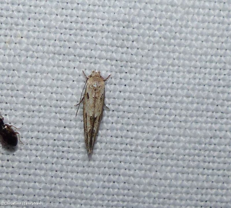 Twirler moth (Mompha brevivittella), #1430