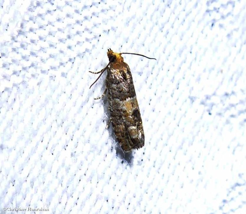 White pinecone borer moth (Eucopina tocullionana), #3074