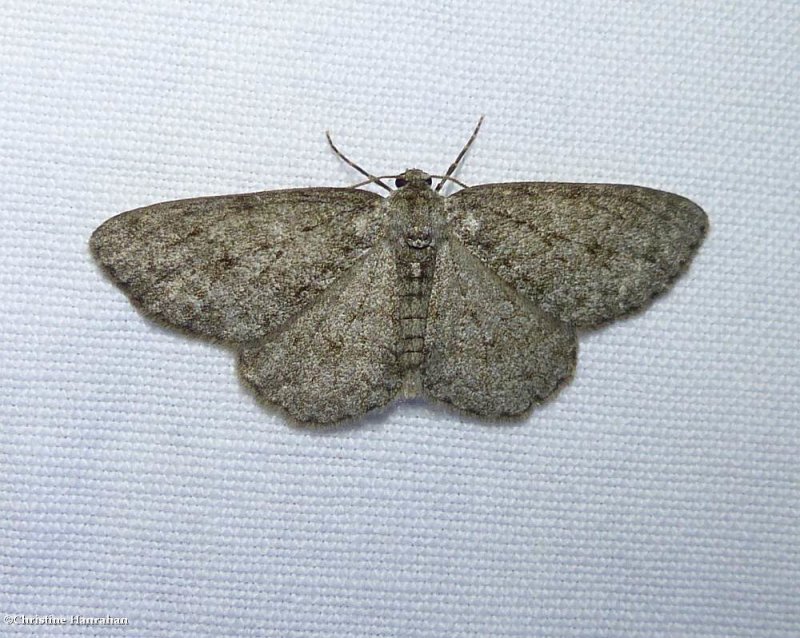 Small engrailed  moth (<em>Ectropis crepuscularia</em>), #6597