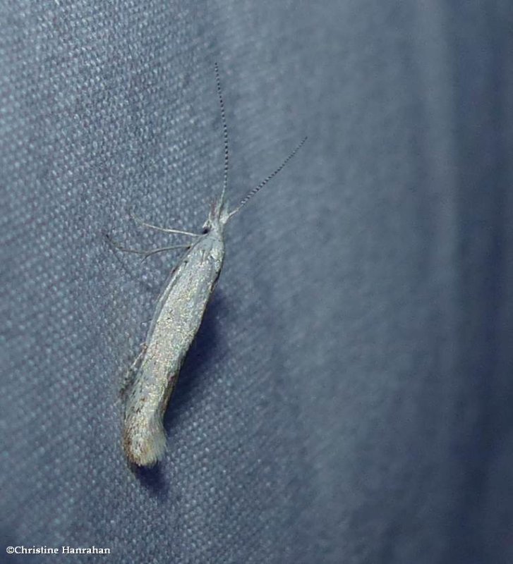 Casebearer moth (Coleophora)