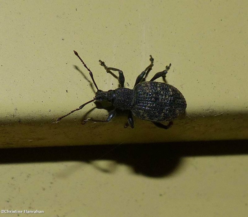 Black vine weevil  (Otiorhynchus sulcatus)