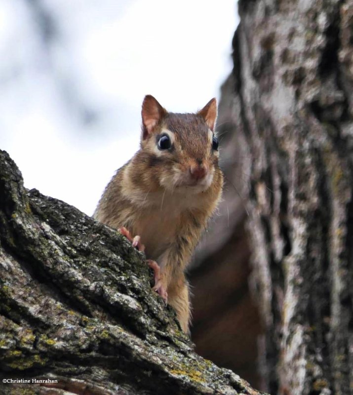 Chipmunk curiosity