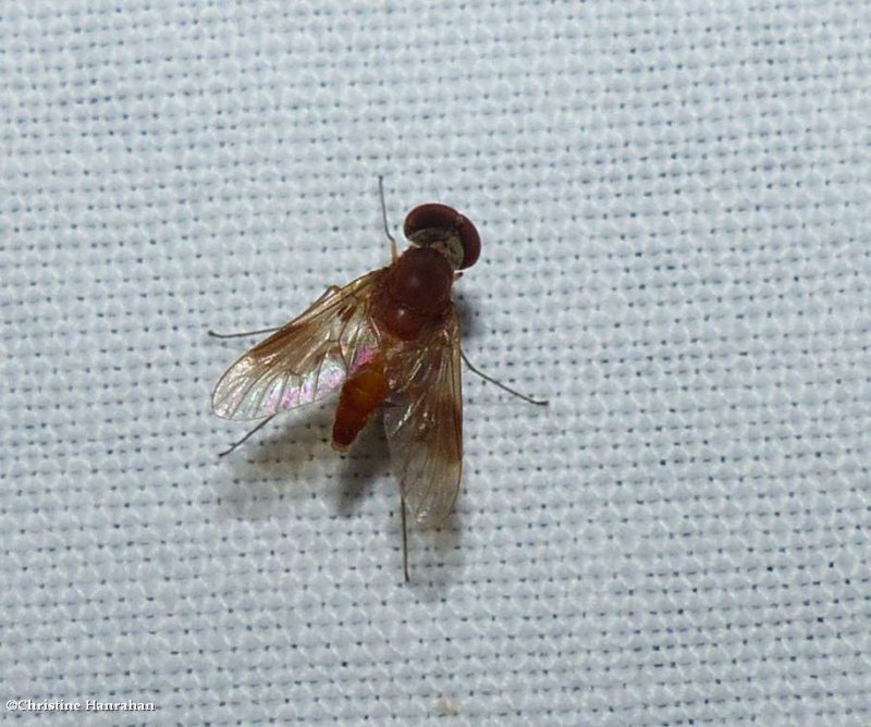 Snipe fly (Chrysopilus quadratus)