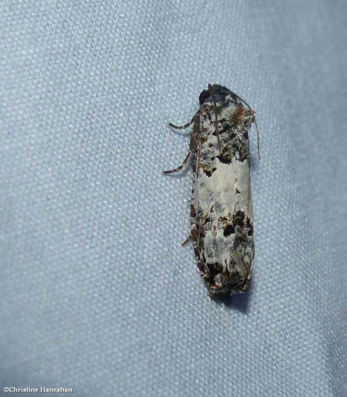 Gray-blotched epiblema moth (Epiblema carolinana), #3192