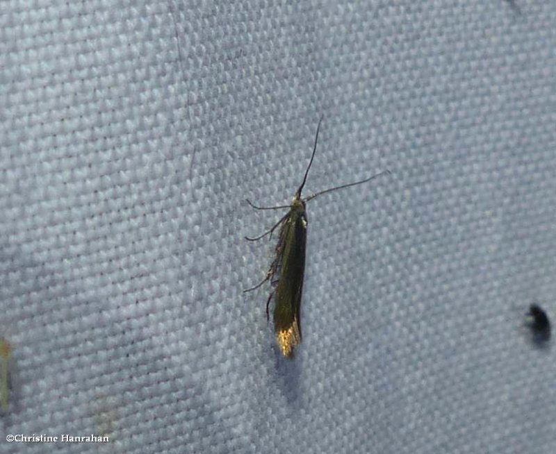 Casebearer moth (Coleophora)