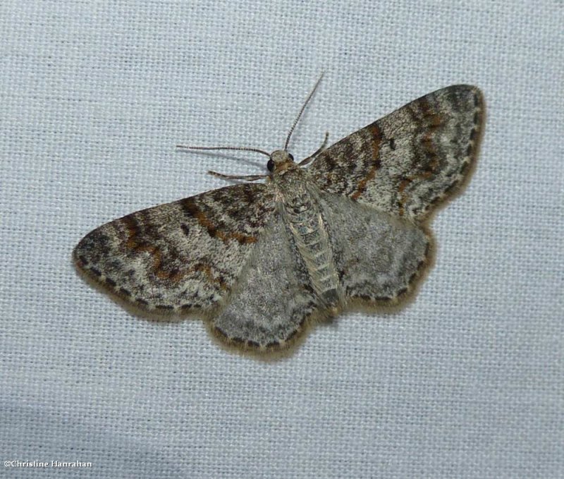 Unadorned carpet moth (Hydrelia inornata), #7422