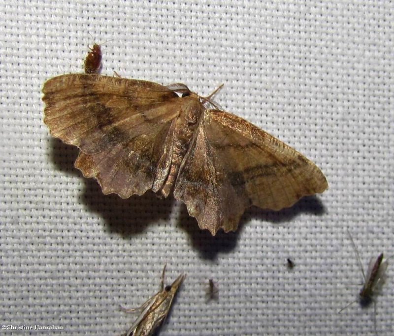 Scallop moth  (Cepphis armataria),  #6835
