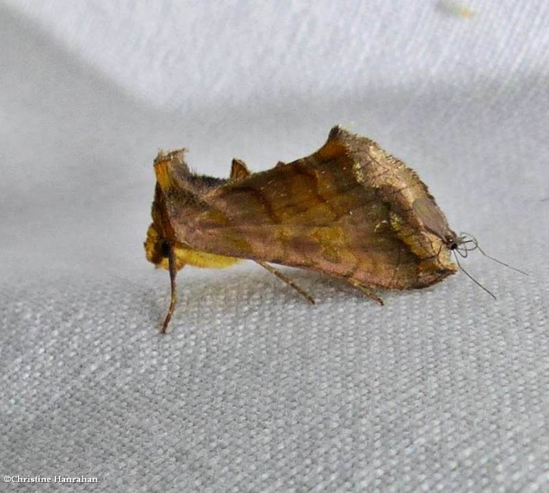 Unspotted looper moth (Allagrapha aerea), #8898
