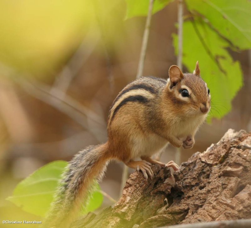 Eastern chipmunk (Tamias striatus)
