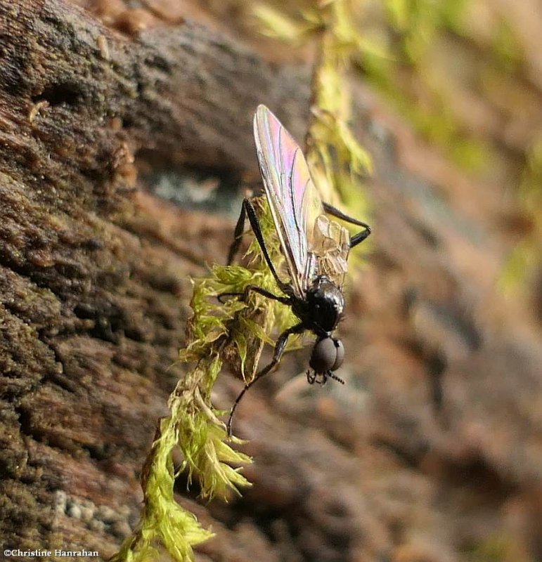 March Flies (Family: Bibionidae)