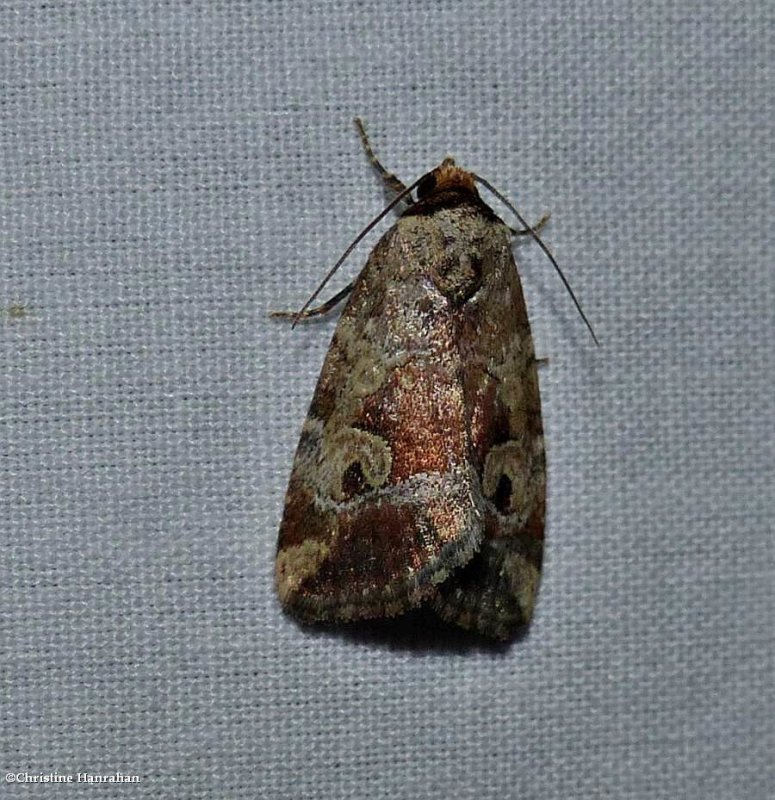 Pale-winged midget moth (Elaphria alapallida), #9681.1