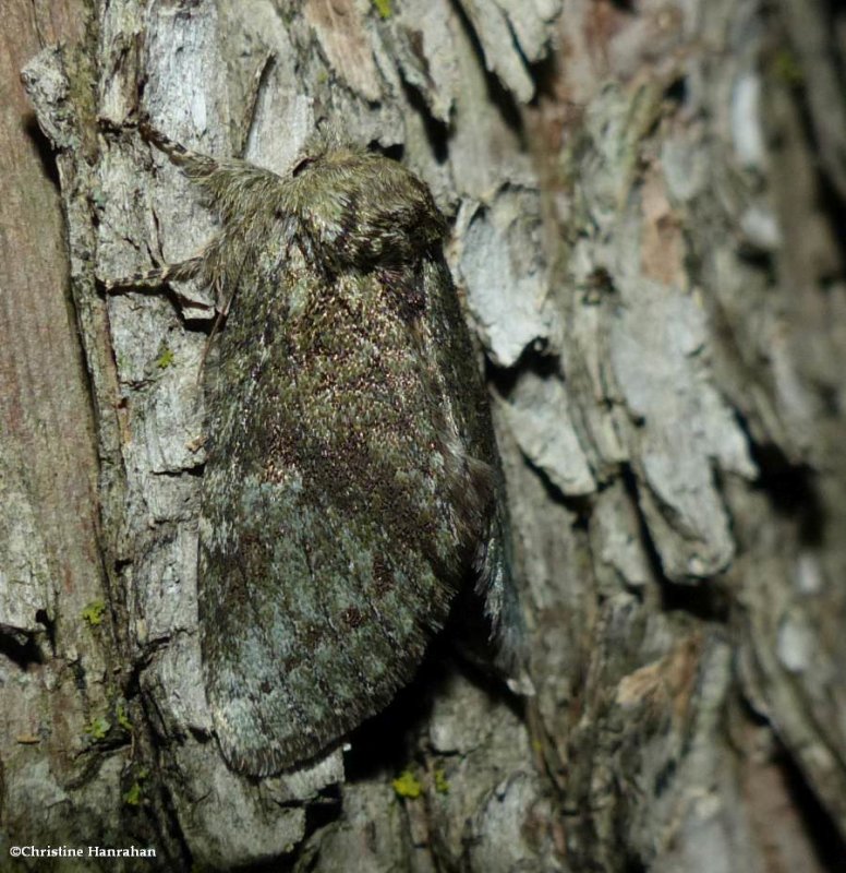 Saddled prominent moth (Heterocampa guttivitta), #7994