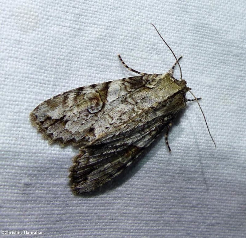 Fluid arches moth (Morrisonia latex), #10291