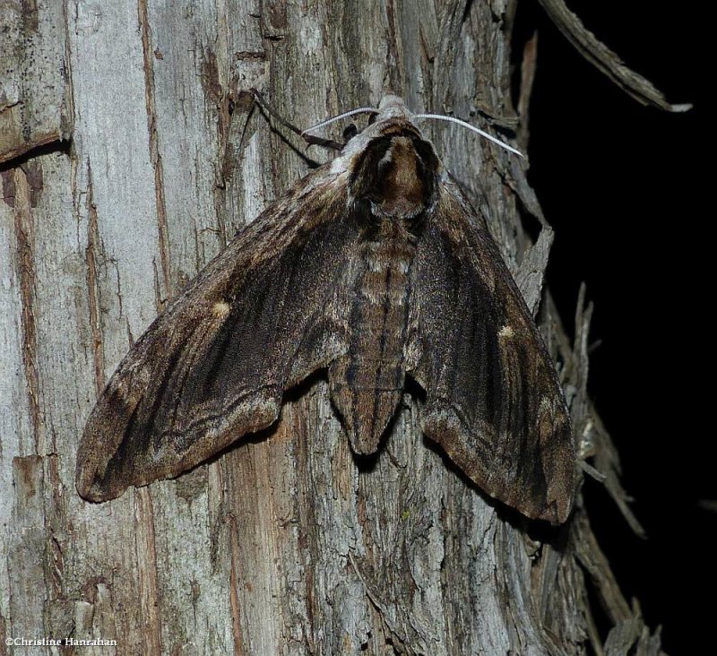 Elm sphinx moth  (Ceratomia amyntor), #7786