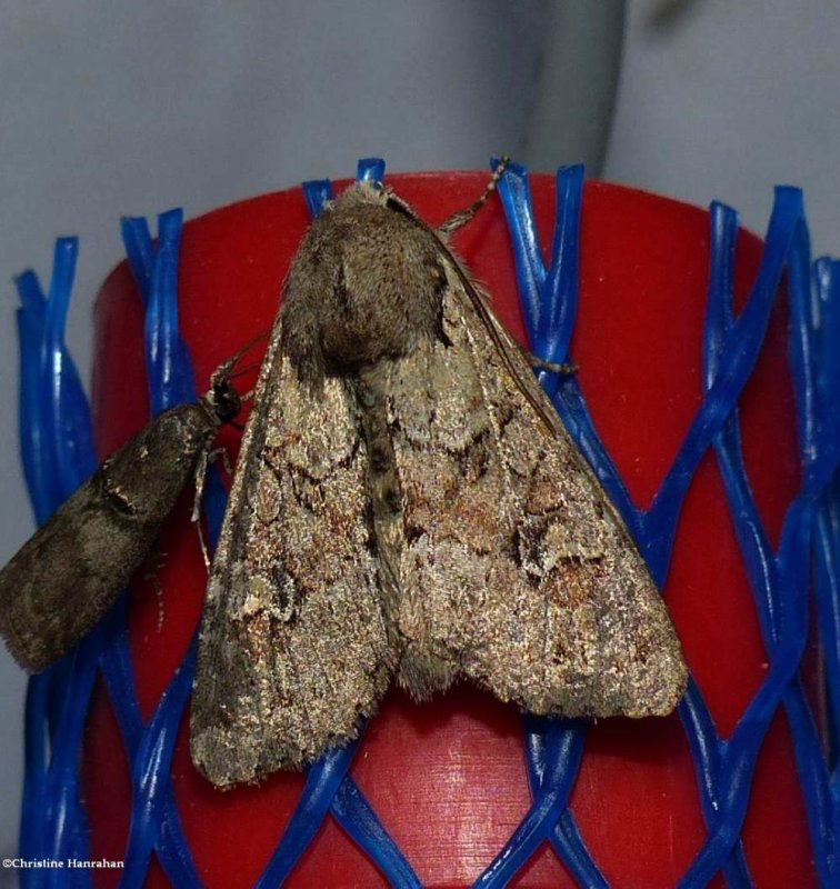 Rustic shoulder-knot moth (Apamea sordens), #9364