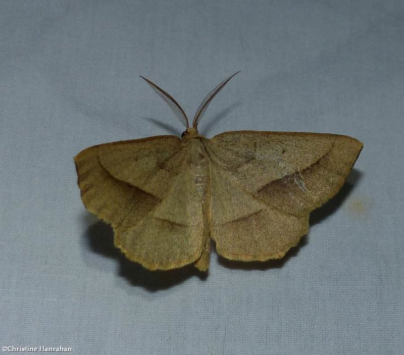 Least-marked euchlaena moth  (Euchlaena irraria), #6739