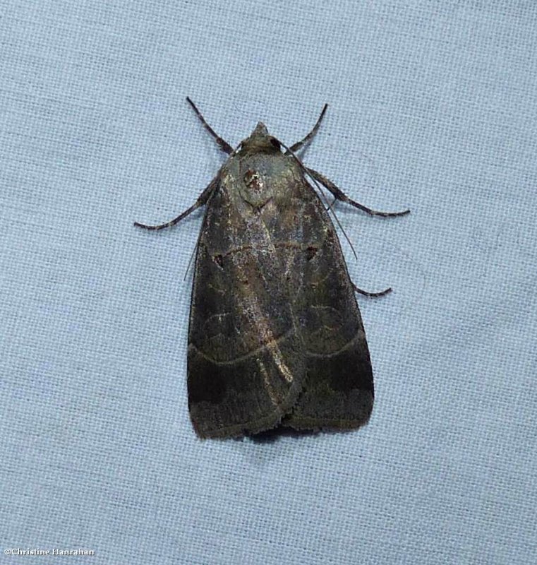 Pale-banded dart moth  (Agnorisma badinodis), #10955