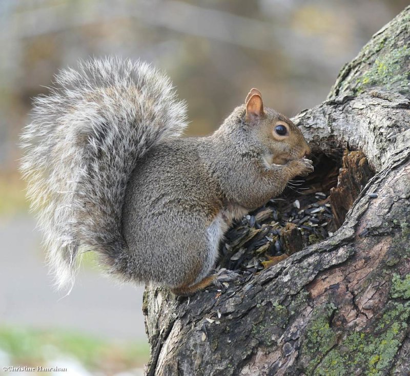 Grey squirrel (<em>Sciurus carolinensis</em>)