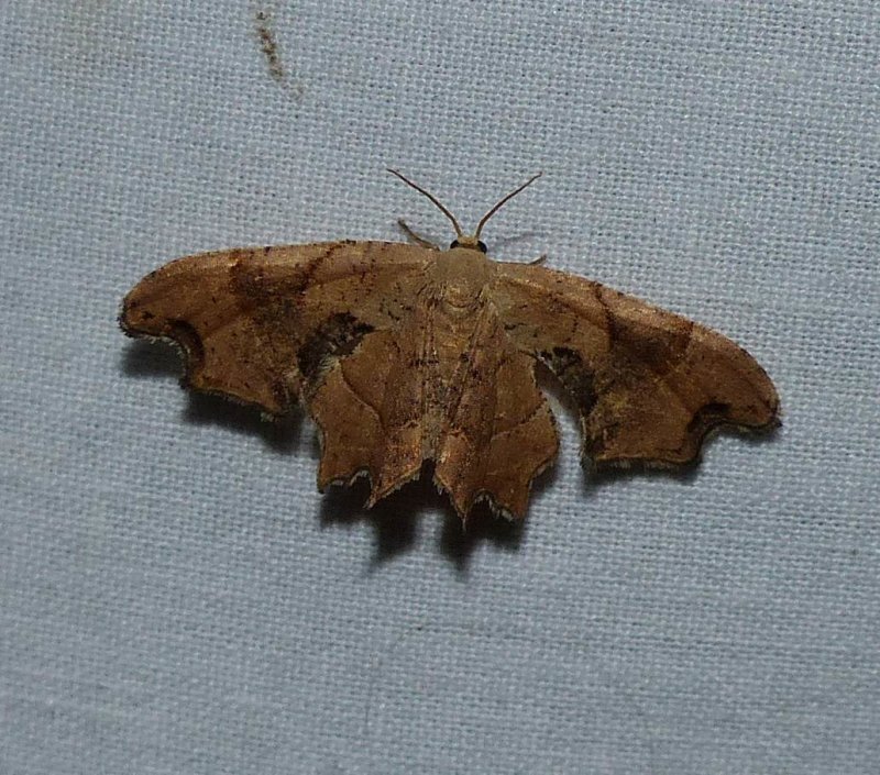 Brown scoopwing moth (Calledapteryx dryopterata), #7653