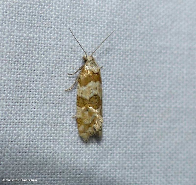 Silver-bordered aethes moth (Aethes argentilimitana), #3754.2