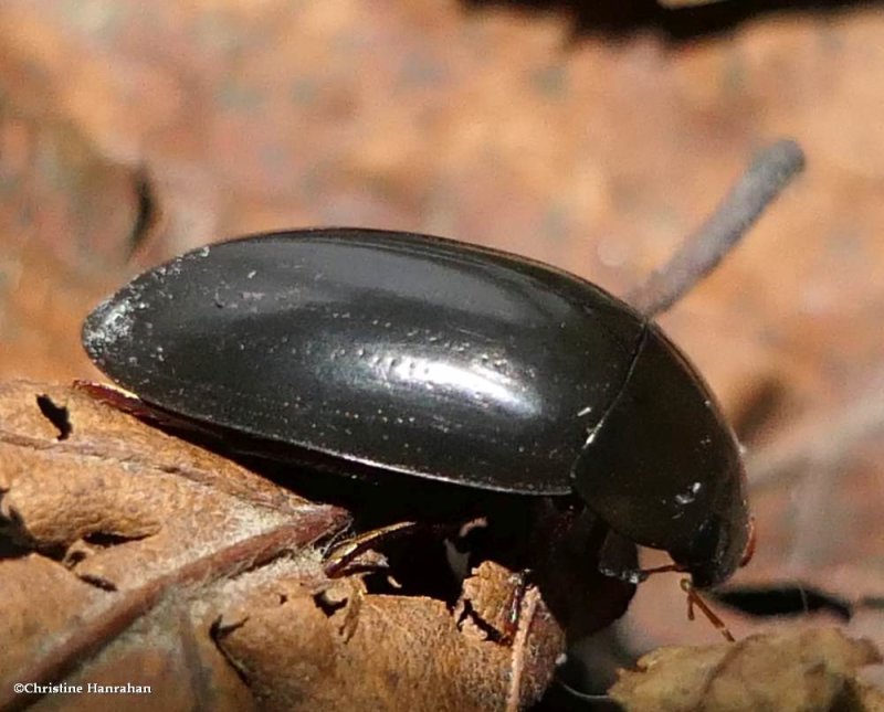 Water scavenger beetle  (Hydrochara)