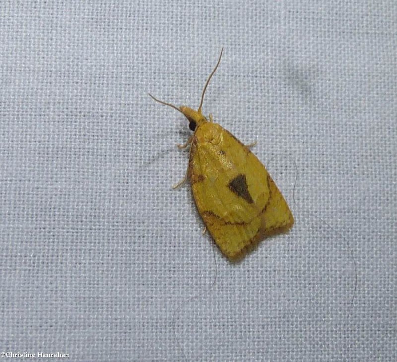 White-tailed fruitworm moth (Cenopis mesopila), #3721