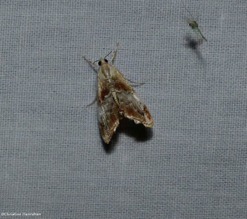 Julia's dicymolomia moth (Dicymolomia julianalis), #4889