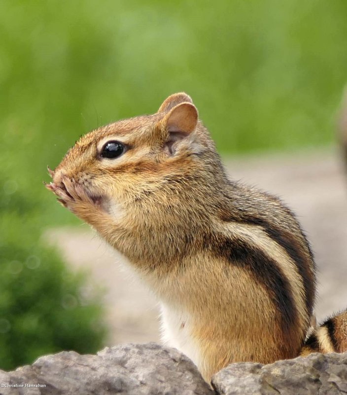 Eastern chipmunk (Tamias striatus)