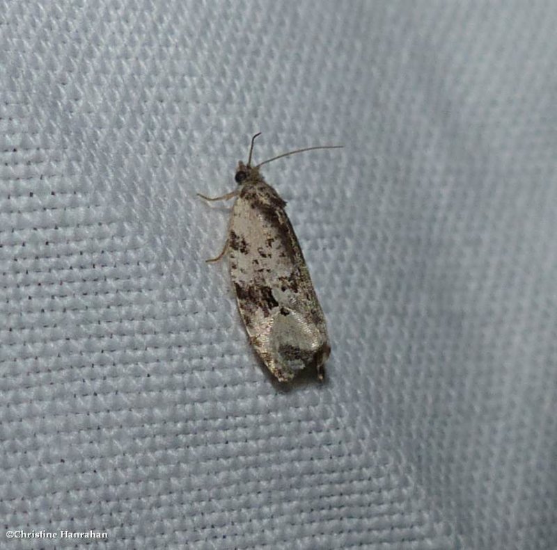Tortricid moth (Apotomis albeolana), #2763