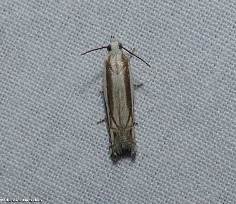 Striated eucosma moth  (<em>Eucosma striatana</em>),   #2973