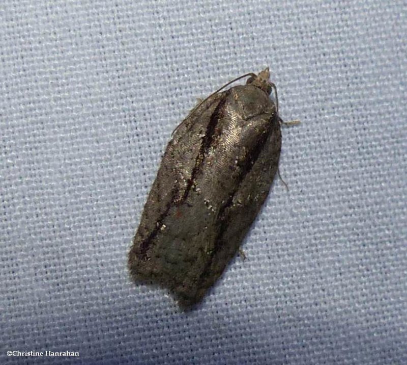 Tortricid moth  (Acleris)