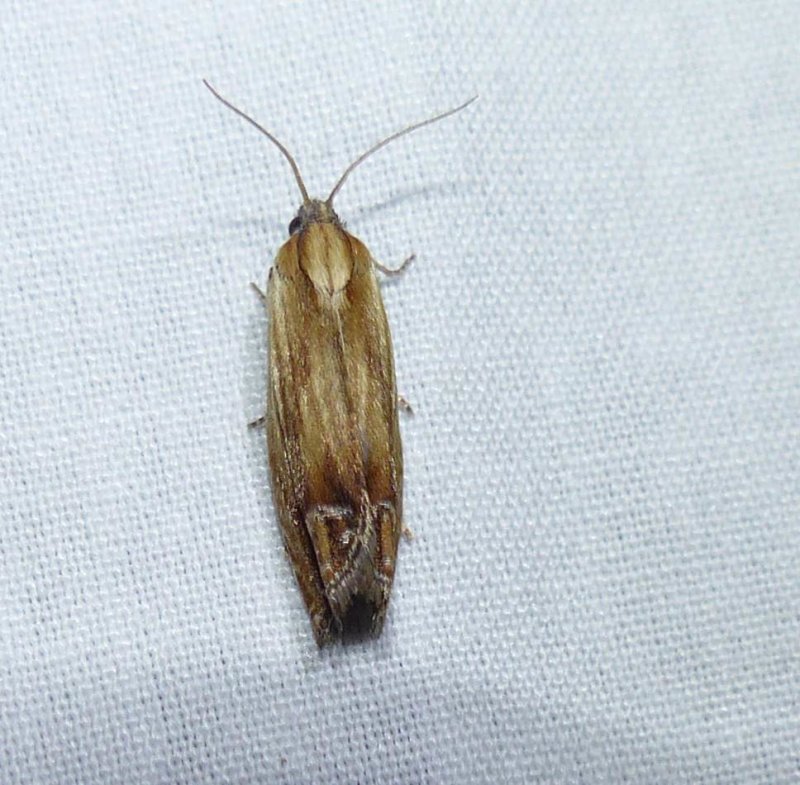Tortricid moth (Eucosma radiatana), #2908