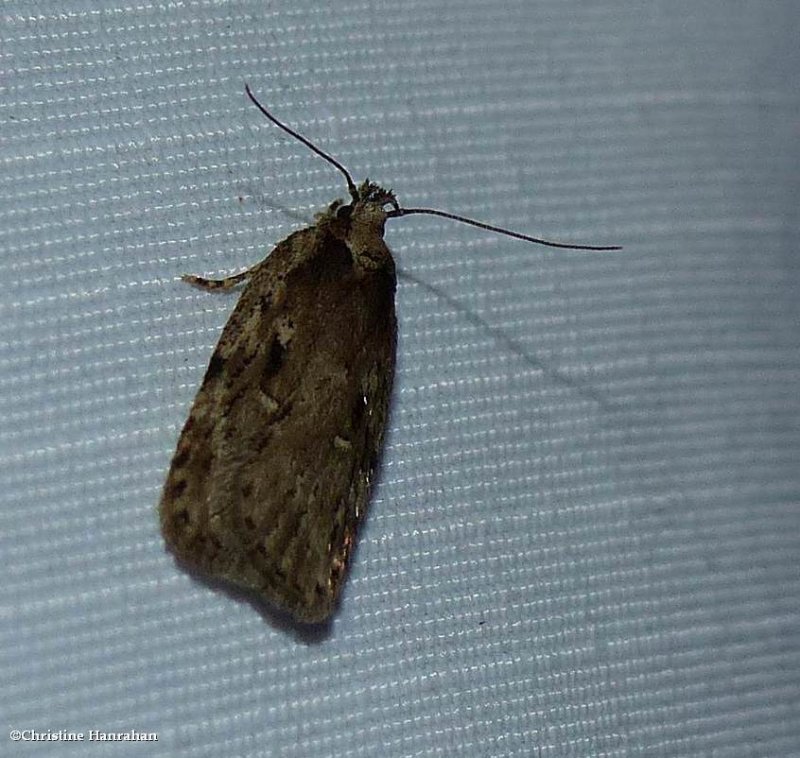 Twirler moth (Agonopterix pulvipennella), #0867