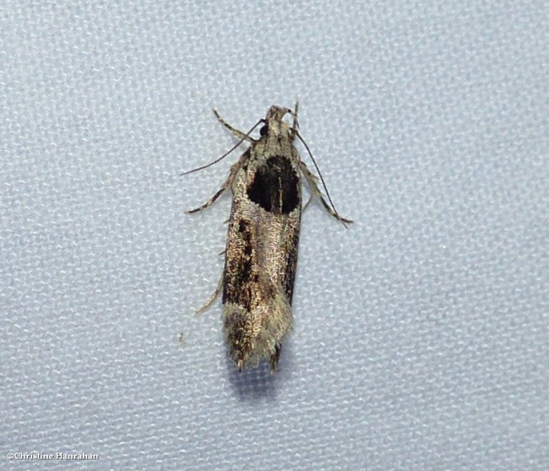 Walsingham's moth (Pseudochelaria walsinghami),  #1864