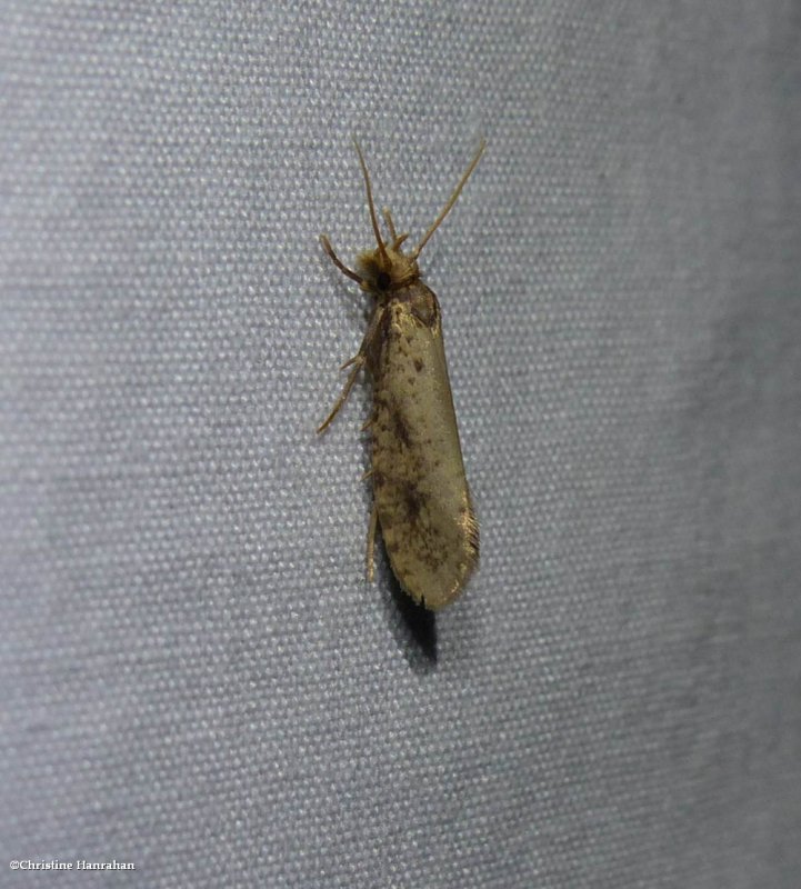 Tineid moth (Tinea)