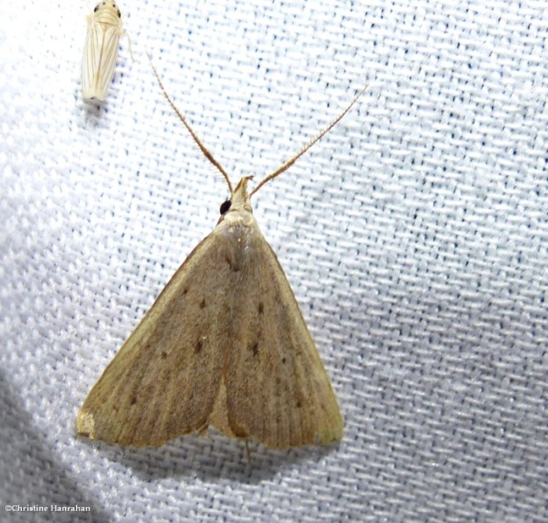 Louisiana macrochilo moth  (Macrochilo louisiana),  #8361