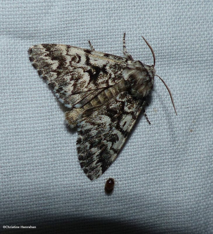 Black zigzag moth  (Panthea acronyctoides),   #9177