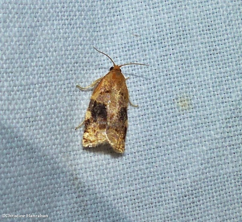 Tortricid moth (Archips nigriplagana),  #3648.2