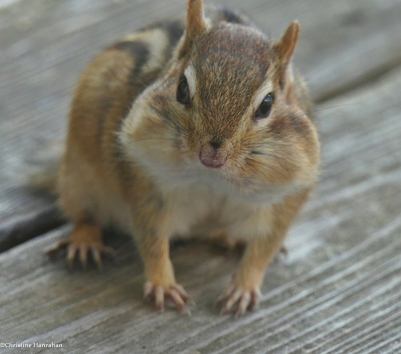 Chubby cheeks