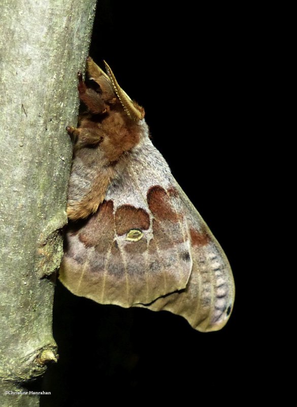 Polyphemus moth, mle  (Antheraea polyphemus), #7757