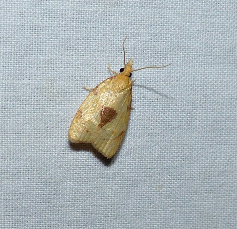 White-tailed fruitworm moth (Cenopis mesospila), #3721