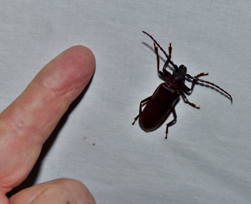 Brown prionid long-horned beetle  (Orthosoma brunneum)