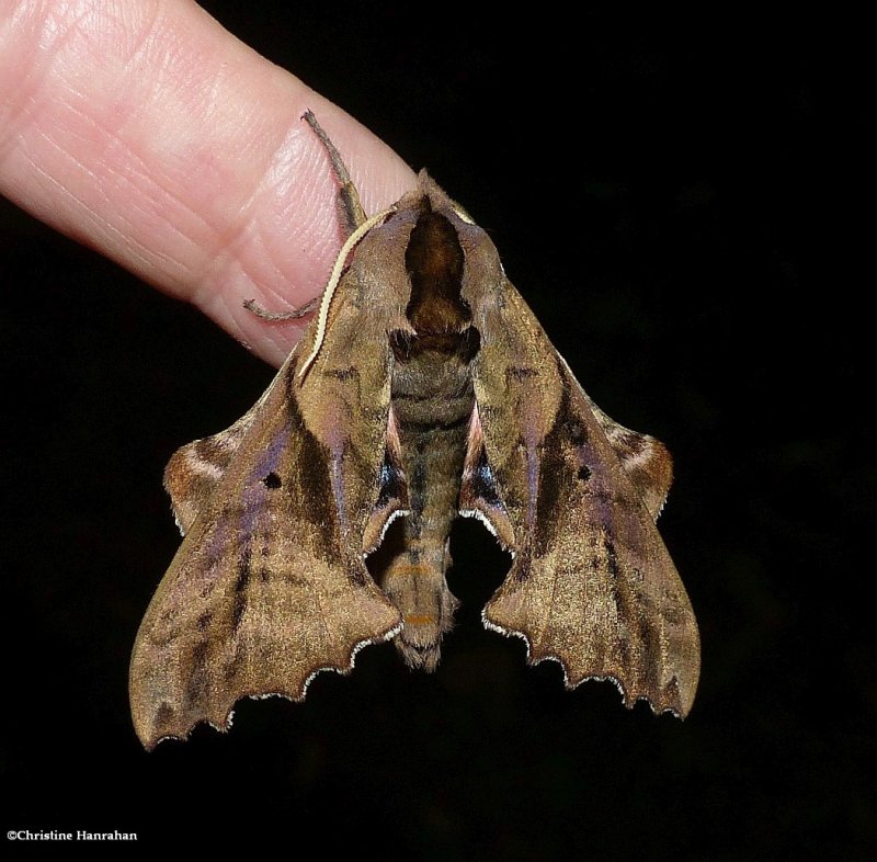 Blinded sphinx moth (Paonias excaecata), #7824